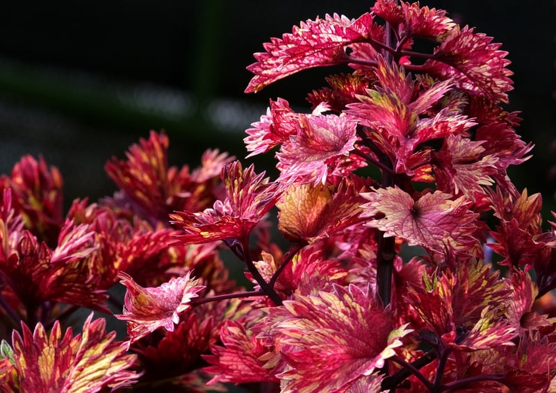 Fictional Botany