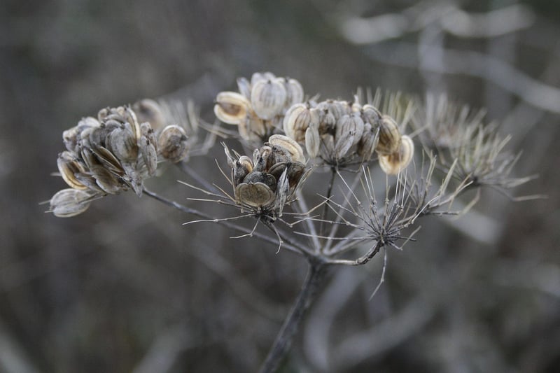 Spellbinding Seeds