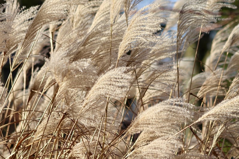 Black Mondo Grass