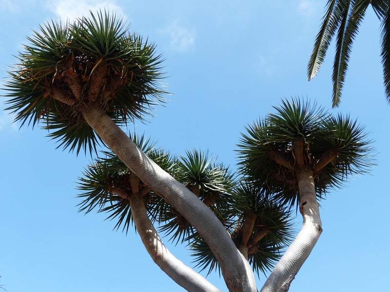 Dragon's Blood Tree
