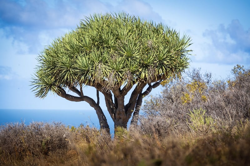 Dragon Tree