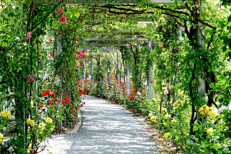 Enchanted Pathway