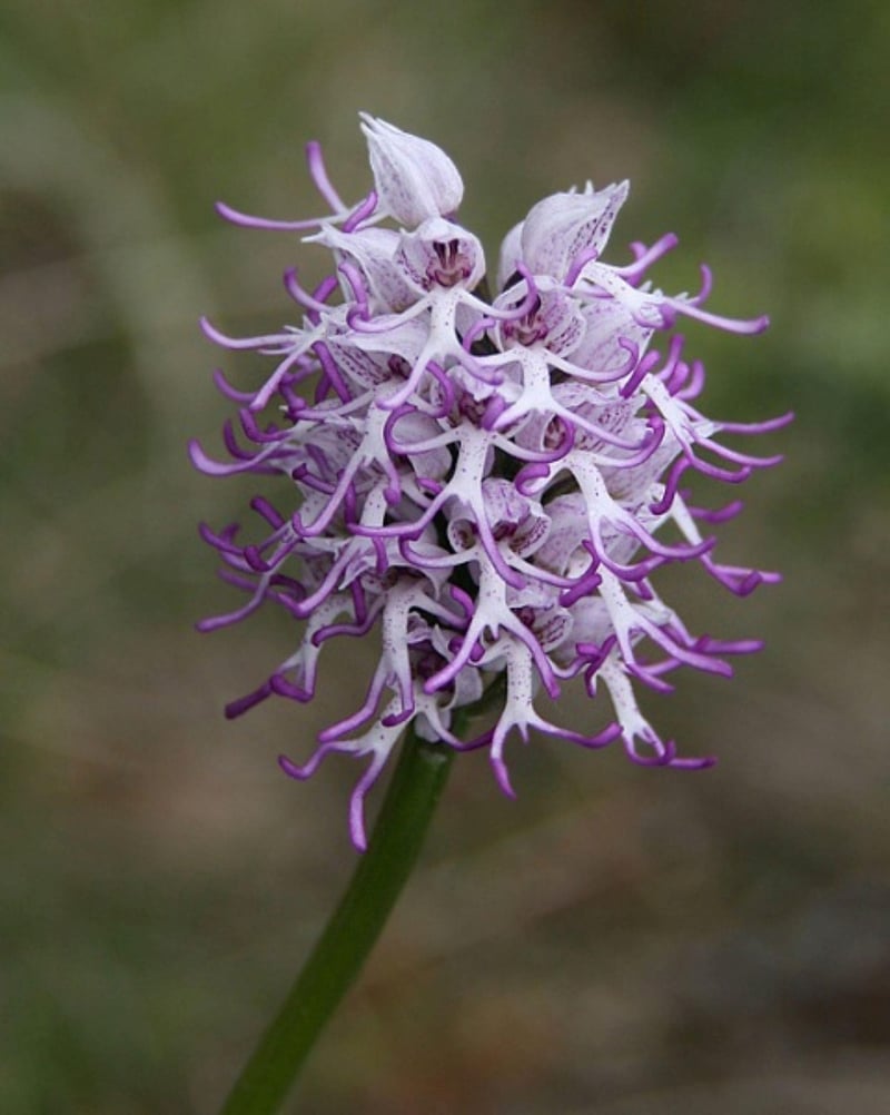 Ghost Orchid